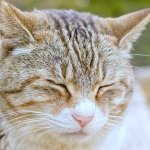 【せどり】クロネコヤマトで経費削減